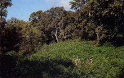 Bosco di lecci e sughere